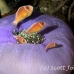 anemonefish_pink_jr_mb_h_0264_png3675.jpg